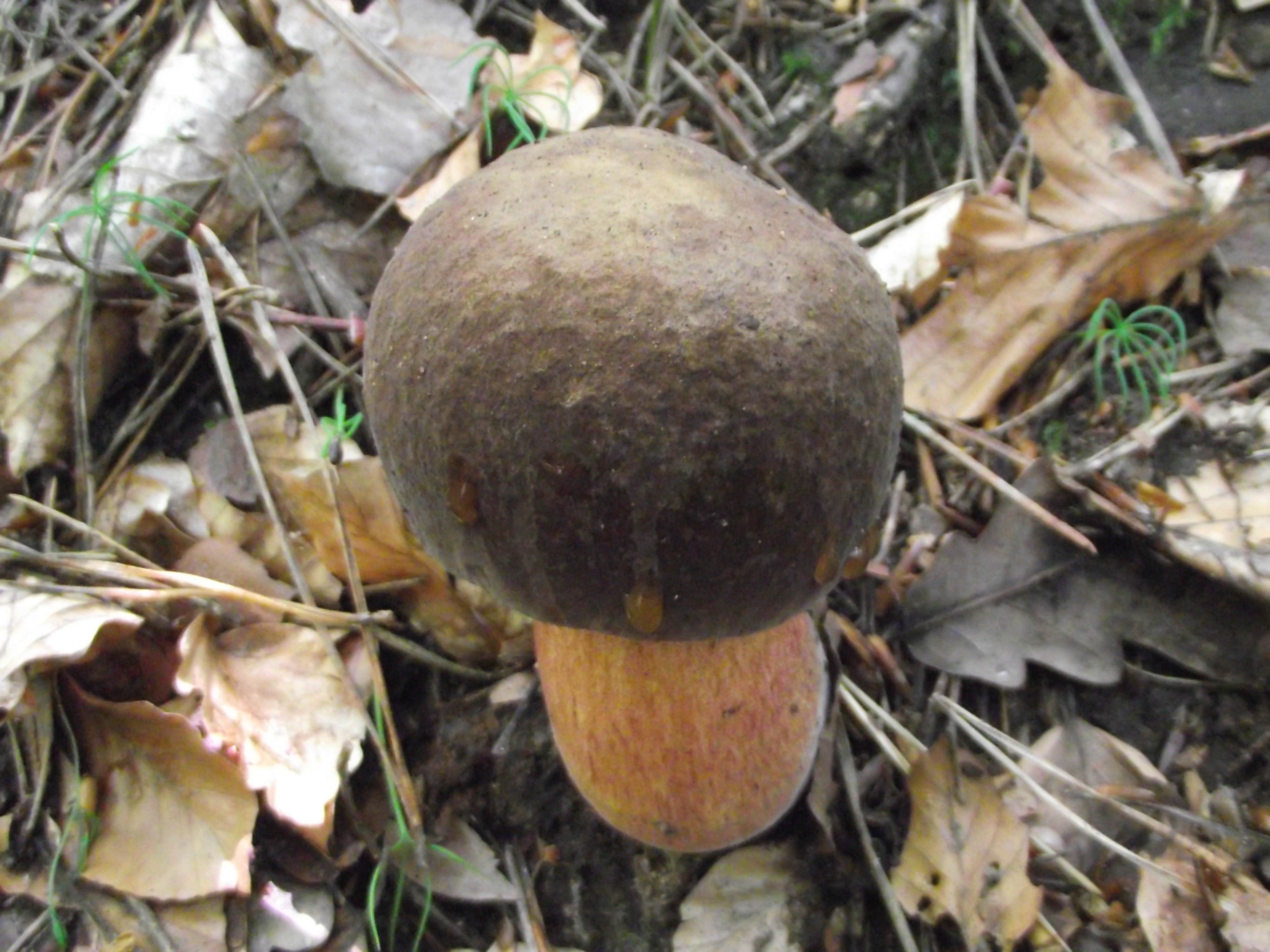 Flockenstieliger Hexenröhrling